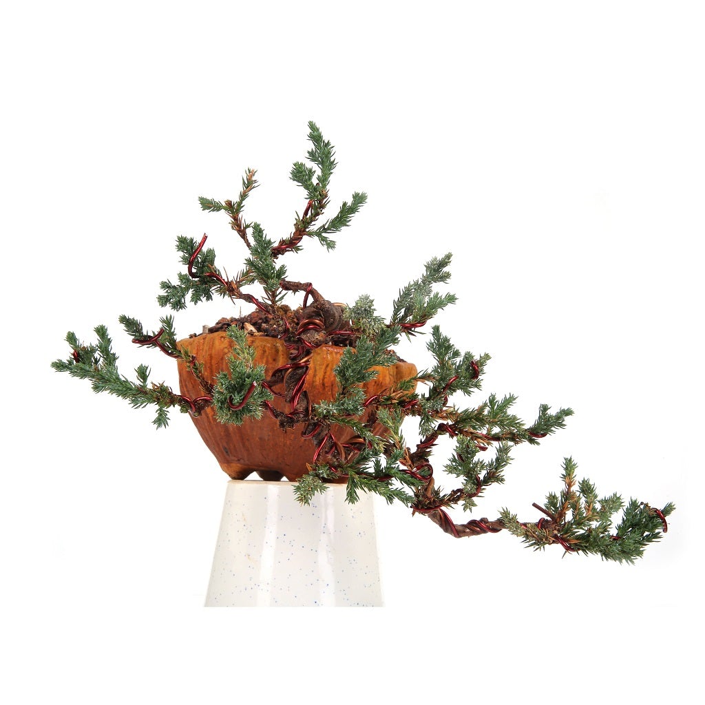 Bonsai Juniper Prostrata Cascade