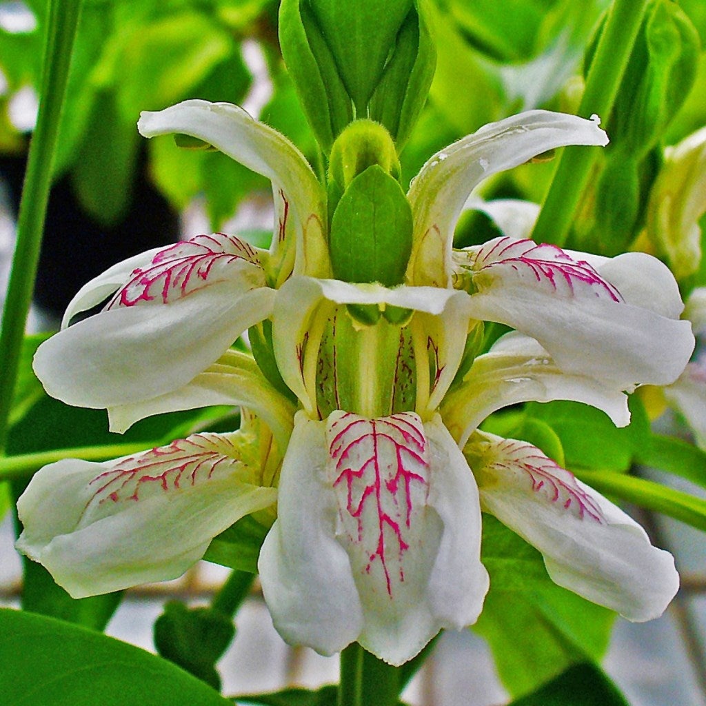 Justica Adhatoda - Aradusi