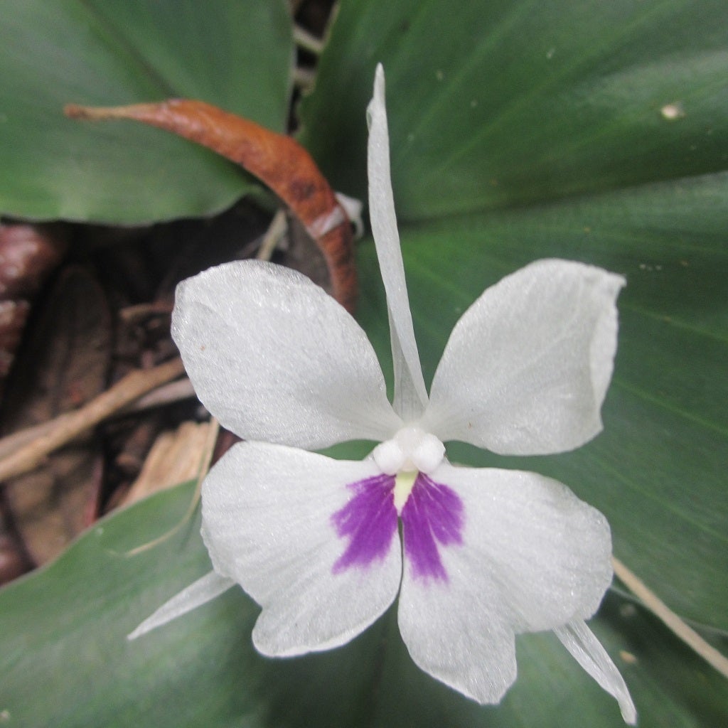 Kaempferia Galanga - Sand Ginger
