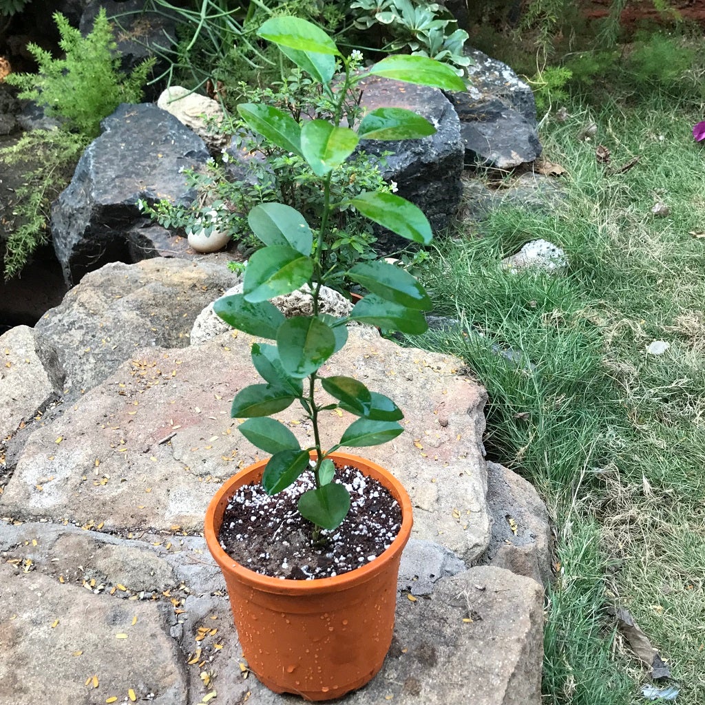 Citrus Lemon (Tissue Culture)