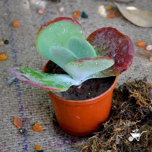 Kalanchoe Luciae Cotyleden Plants myBageecha - myBageecha