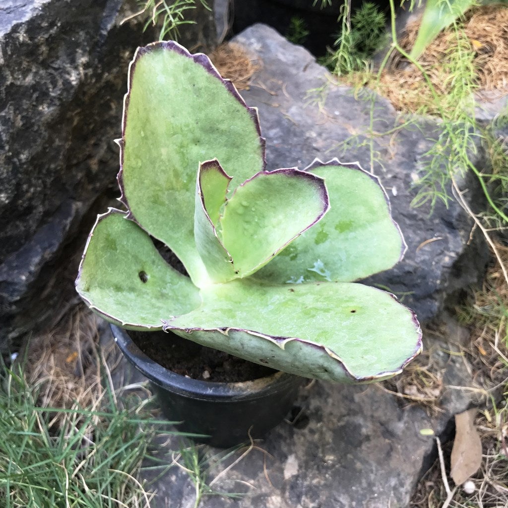 Kalanchoe Synsepala