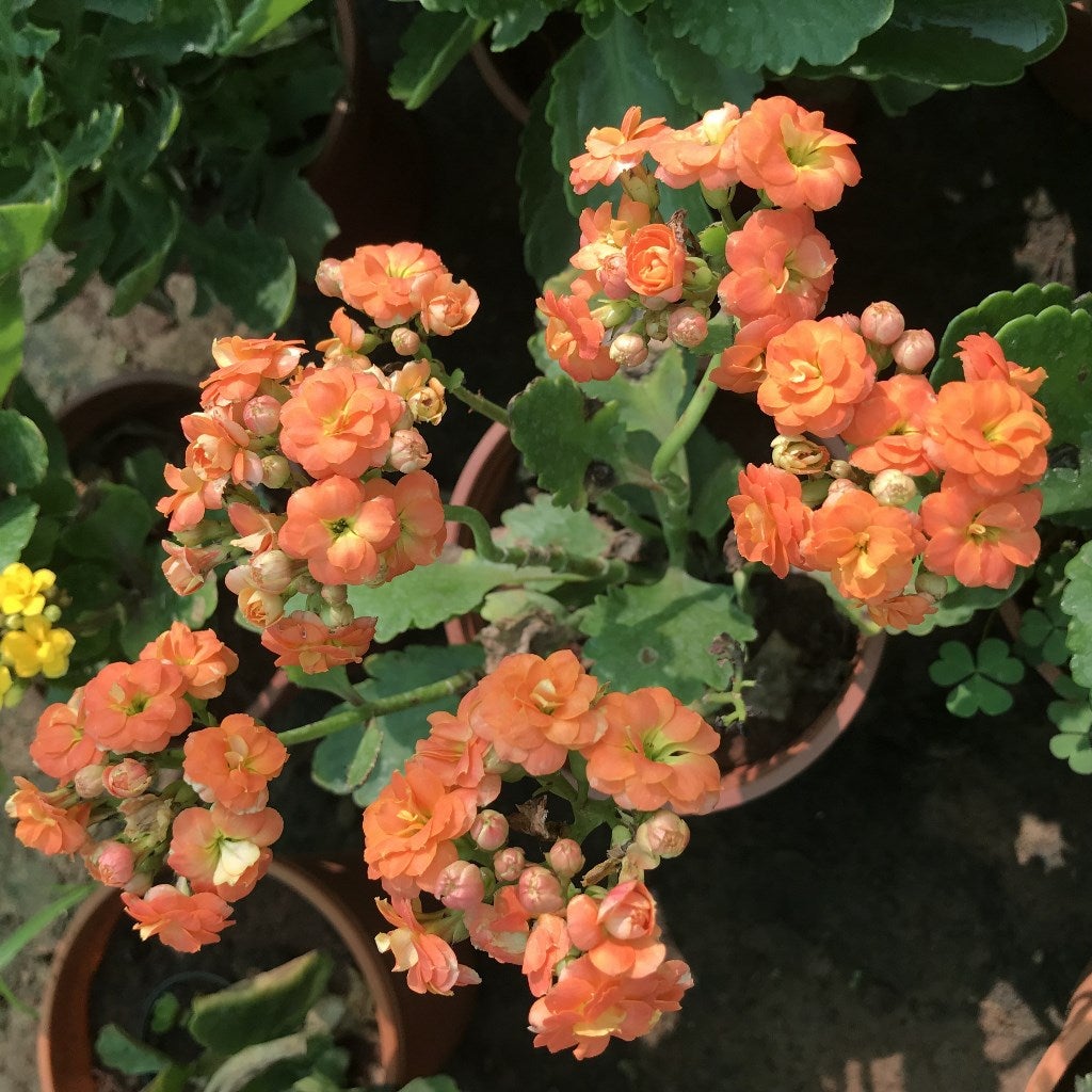 Kalanchoe blossfeldiana Calandiva