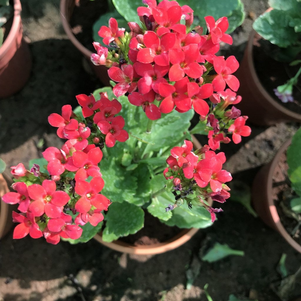 Kalanchoe blossfeldiana 'Kerinci'