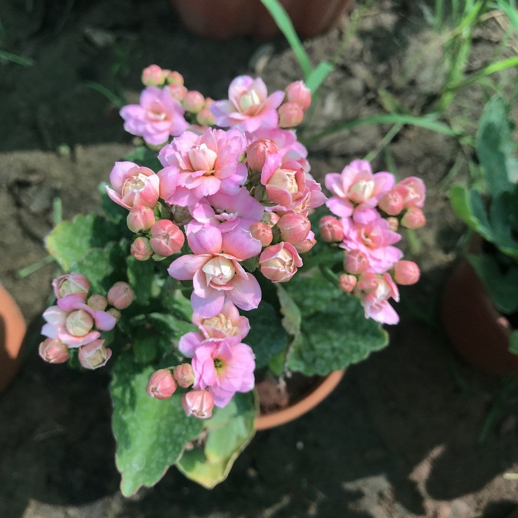Kalanchoe blossfeldiana 'Queen Jodie'