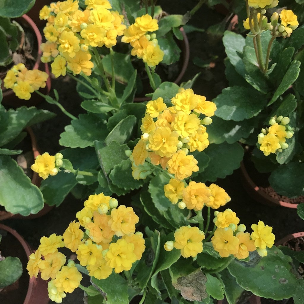 Kalanchoe blossfeldiana 'Queen Lindsay'