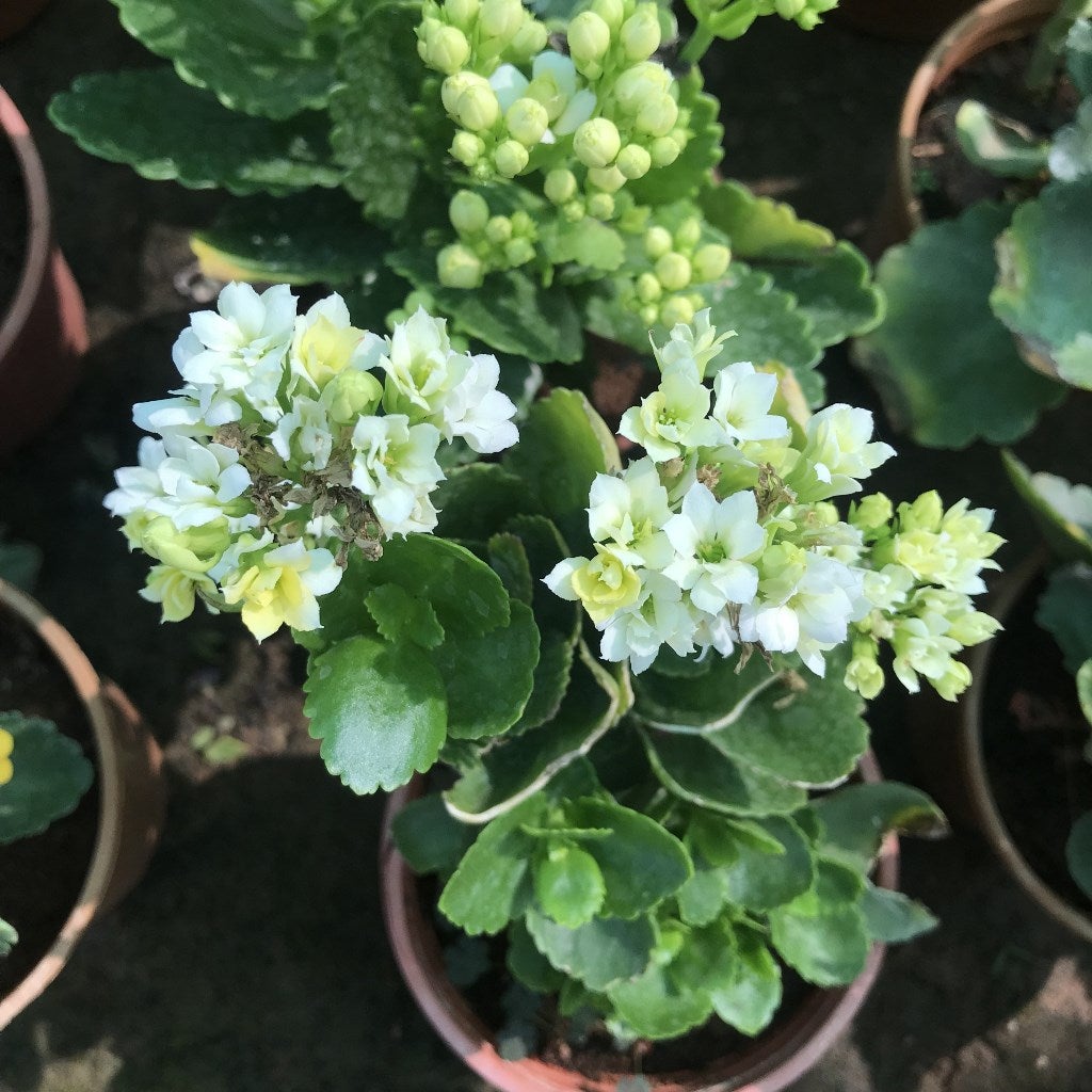 Kalanchoe blossfeldiana 'Simone'