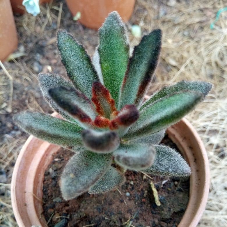 Kalanchoe tomentosa 'Black Tie'