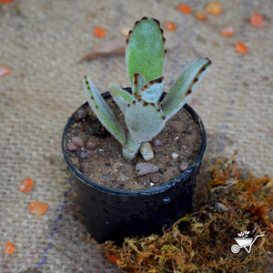 Kalanchoe Tomentosa Plants myBageecha - myBageecha