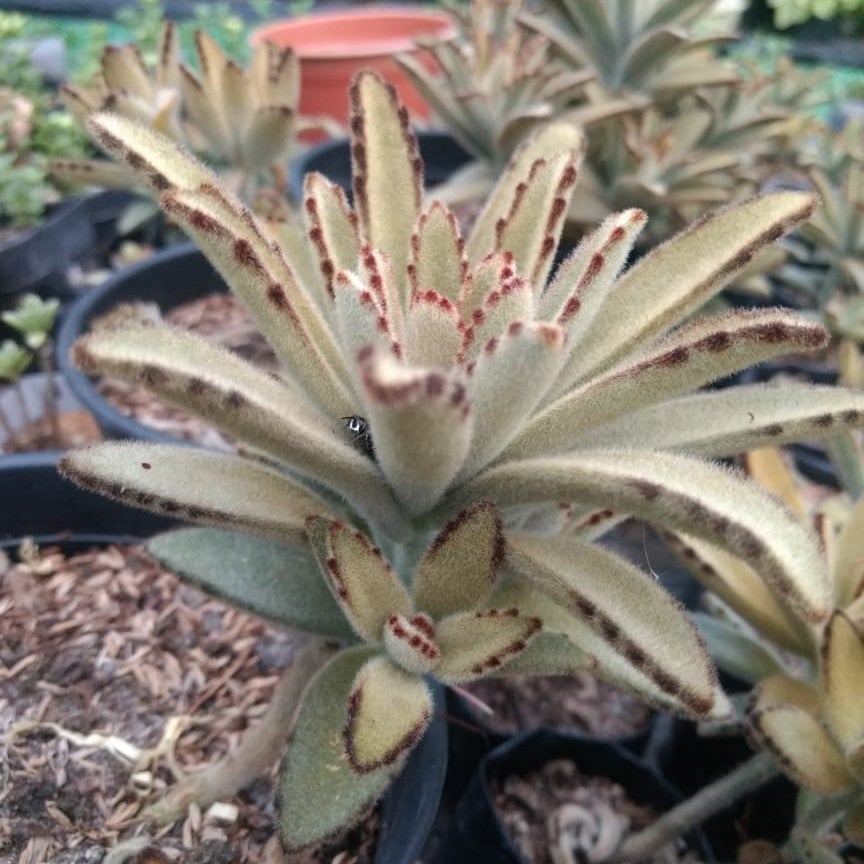 Kalanchoe tomentosa Chocolate Soldier