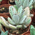 Kalanchoe Tomentosa Plants myBageecha - myBageecha