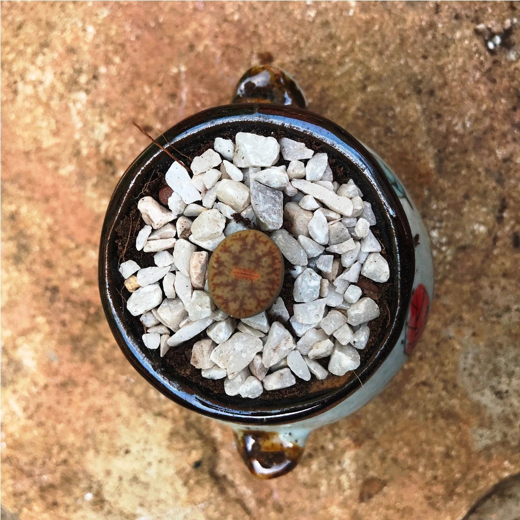 Lithop  Pseudotruncatella ssp. Pseudotruncatella - Living Stone