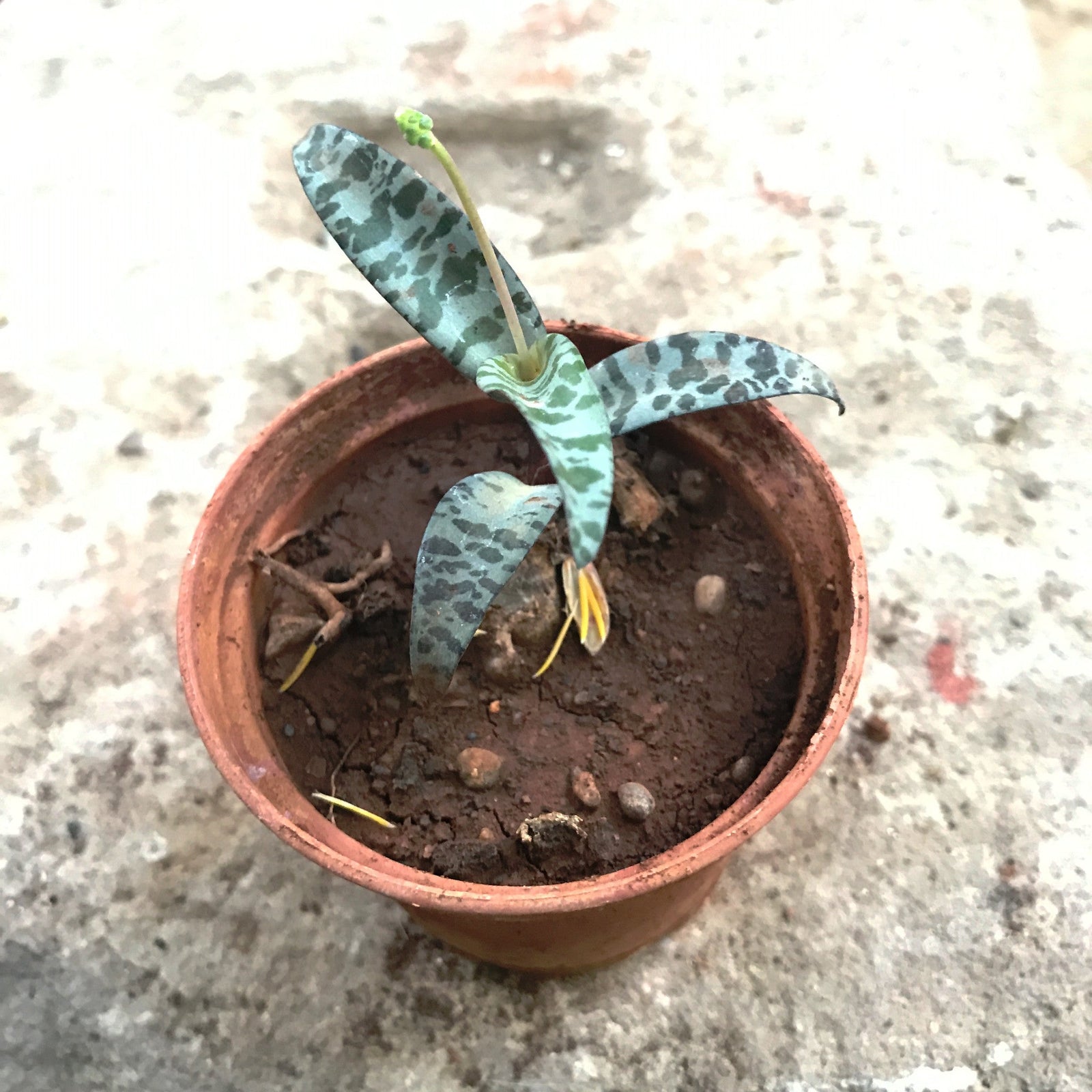 Ledebouria socialis-Violet Squill Plants myBageecha - myBageecha