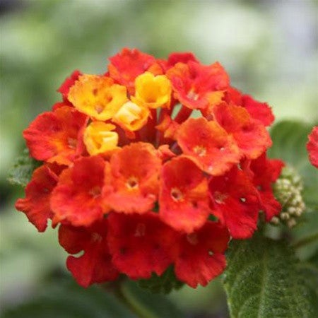 Lantana Dallas Plants myBageecha - myBageecha