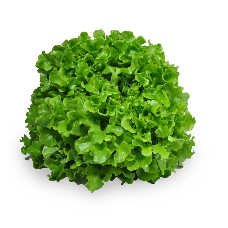 Lettuce - Summer Crisp