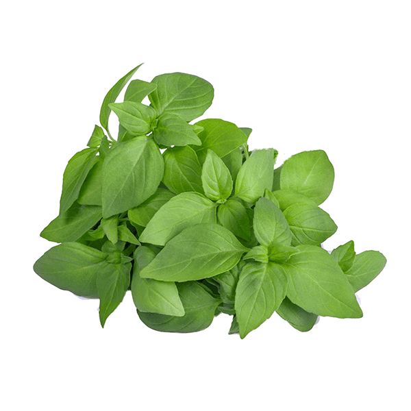 Buy Fresh Lemon Basil in Ahmedabad Hydroponics Farm to Fork