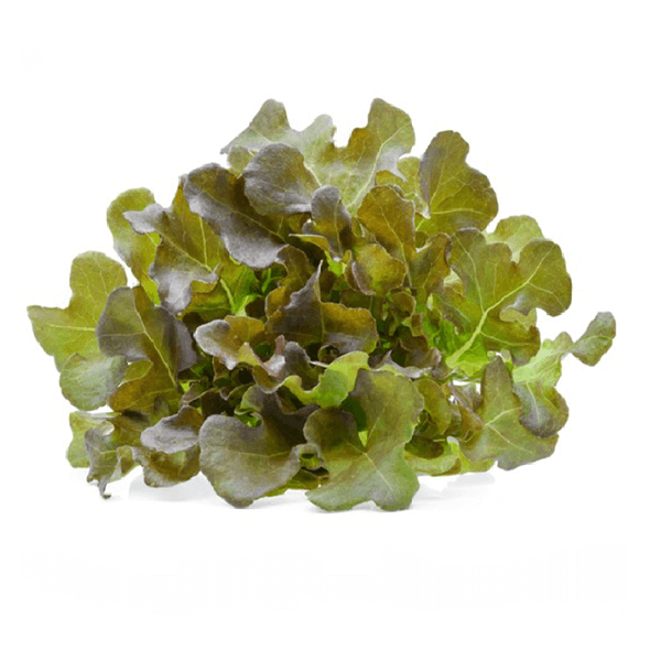Lettuce-Red-Oak