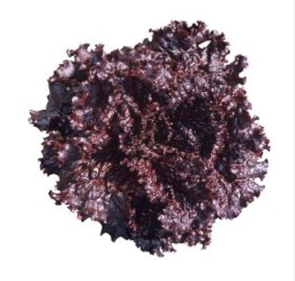 Lettuce - Black Rose