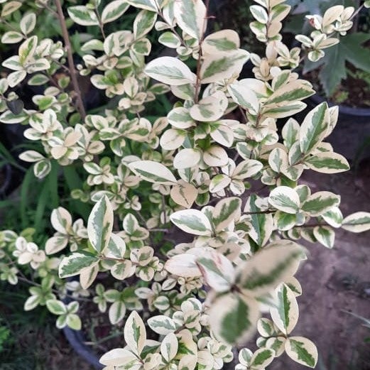 Ligustrum ovalifolium 'Argenteum’