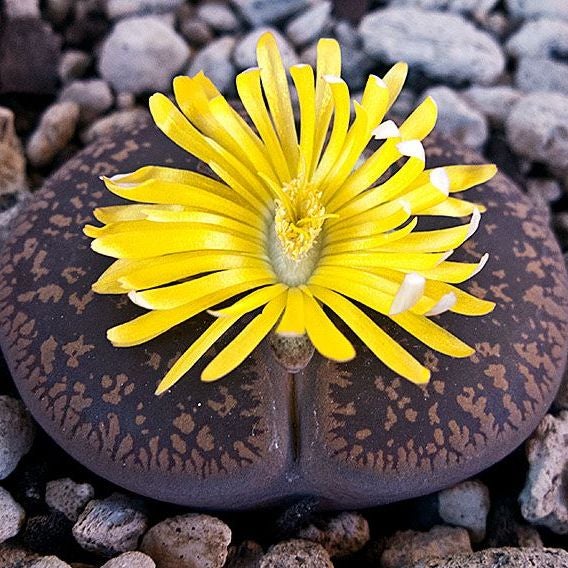 Lithops Aucampiaes - Living Stone