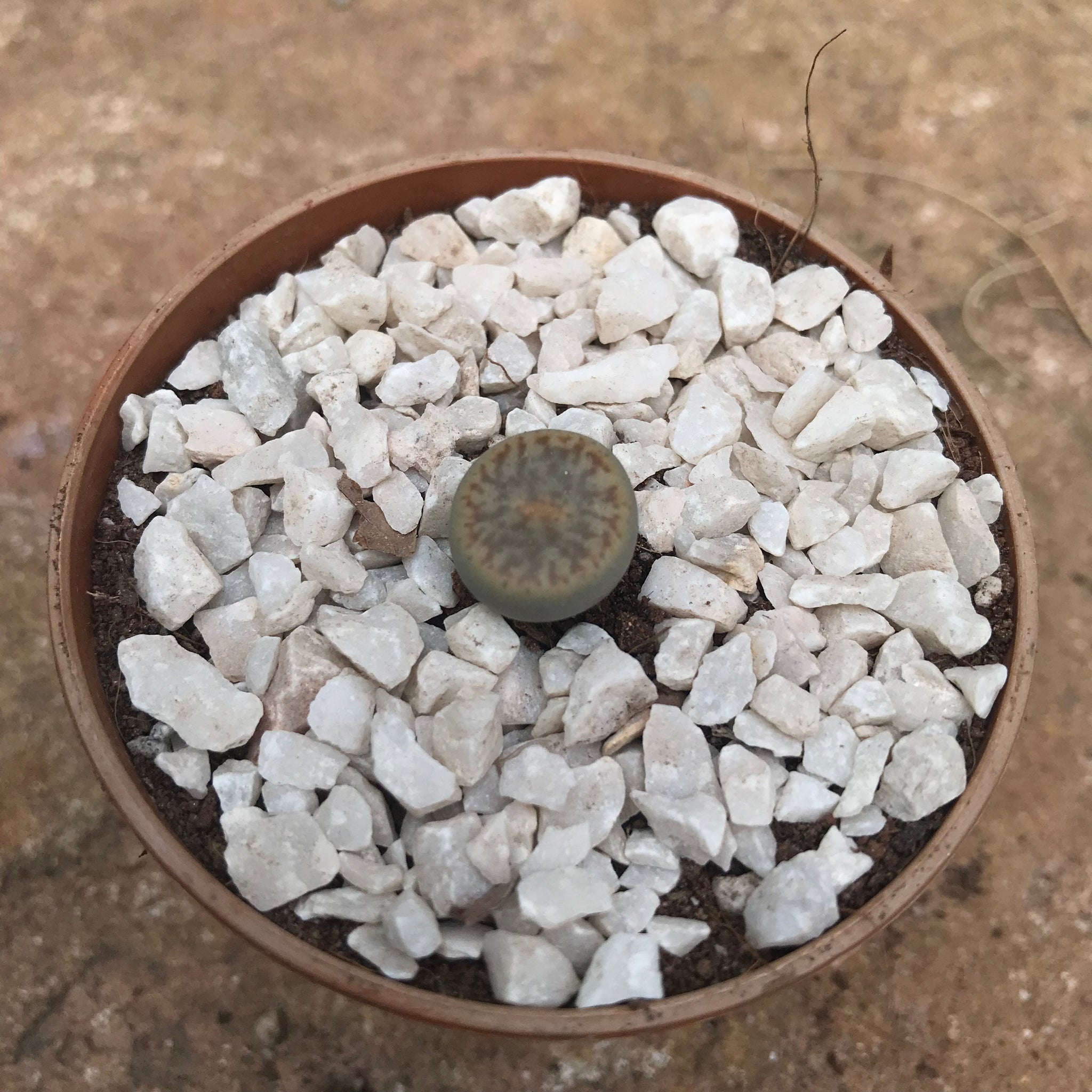 Lithops Pseudotruncatella ssp. Dentritica Farinosa- Living Stone