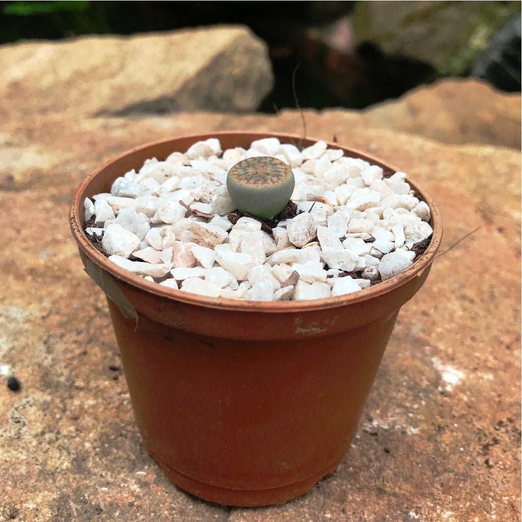 Lithops Pseudotruncatella ssp. Dentritica Farinosa- Living Stone