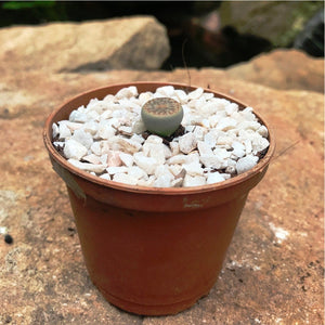 Lithops Pseudotruncatella ssp. Dentritica Farinosa- Living Stone