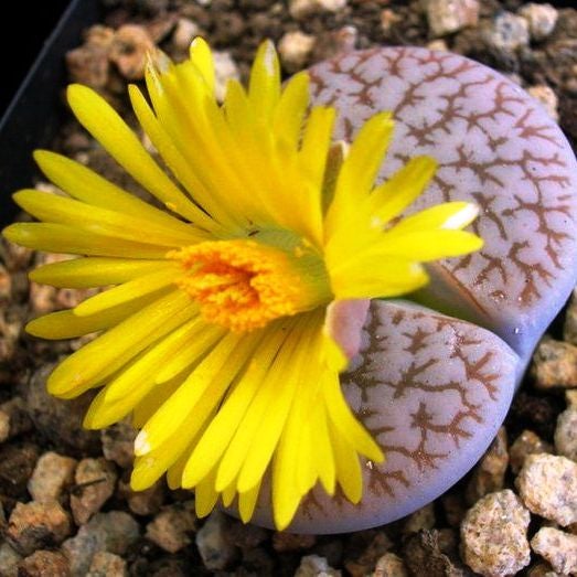 Lithops Pseudotruncatella ssp. Dentritica Farinosa- Living Stone