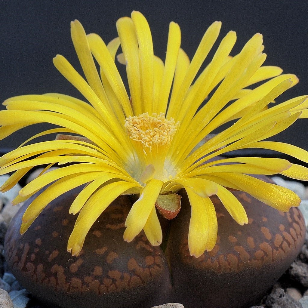 Lithops Aucampiae 'Firebrand' - Living Stone