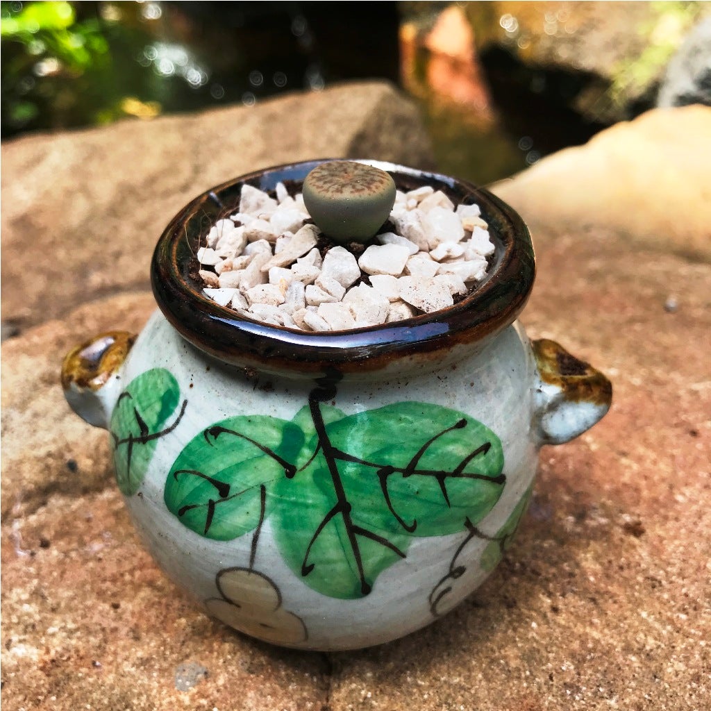 Lithops Pseudotruncatella ssp. Dentritica Farinosa- Living Stone