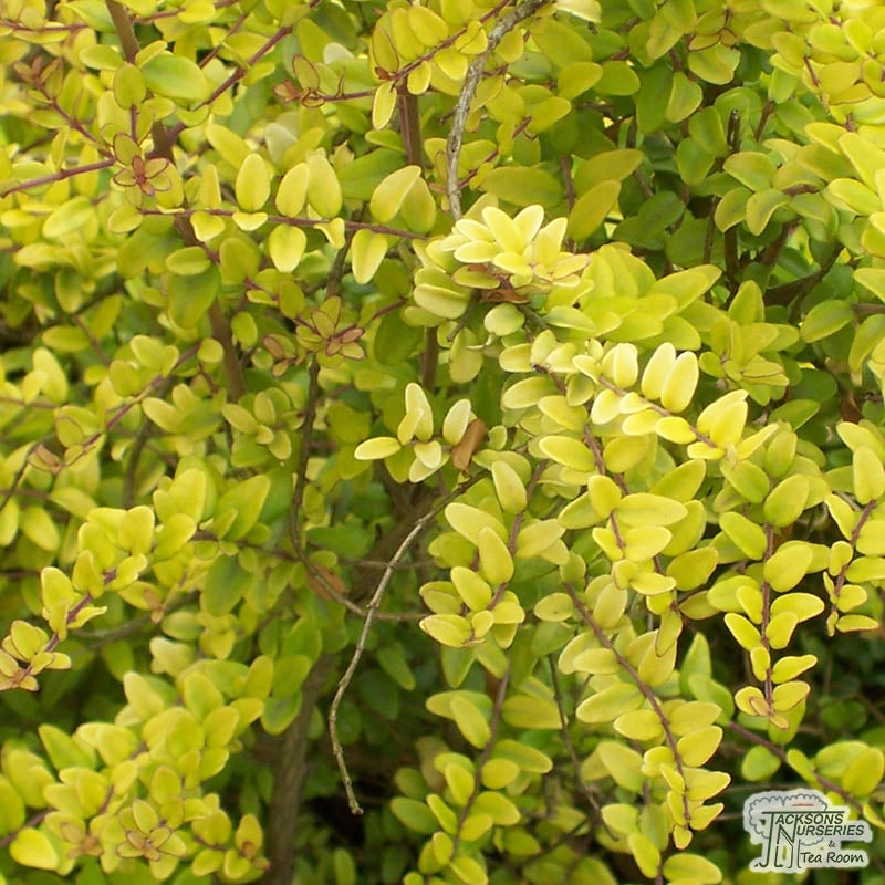 Lonicera Nitida Baggesens Gold