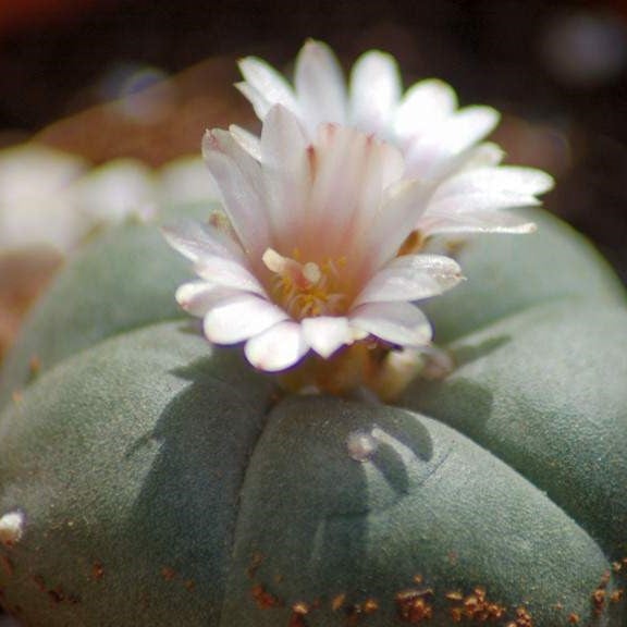 Lophophora Williamsii - Whiskey Cactus