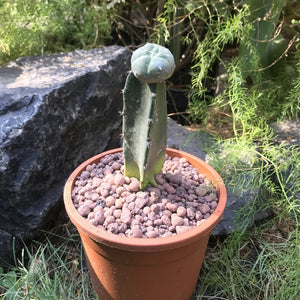 Lophophora Williamsii - Whiskey Cactus
