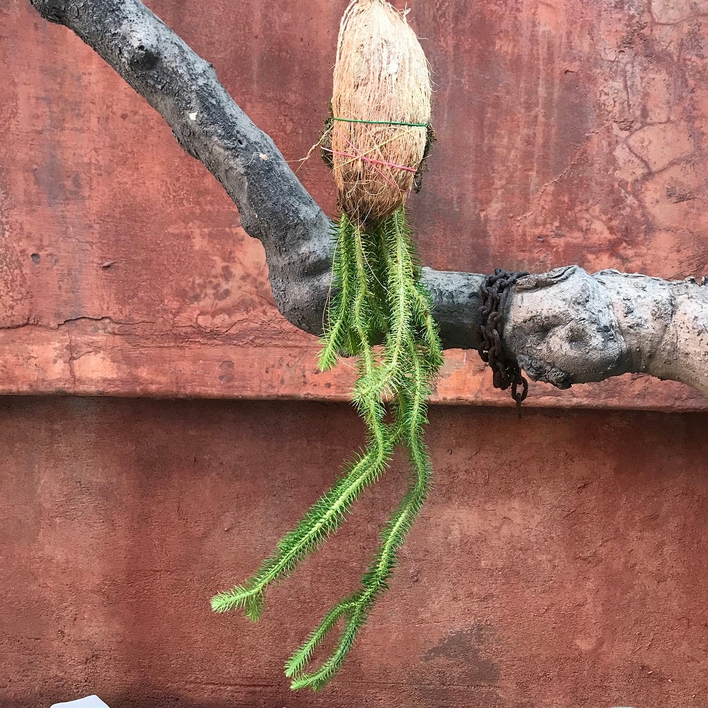 Lycopodium Clavatum