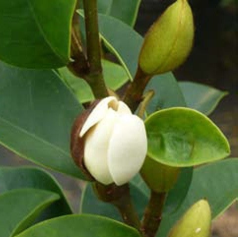 Dwarf Magnolia / Magnolia Coco Plants myBageecha - myBageecha