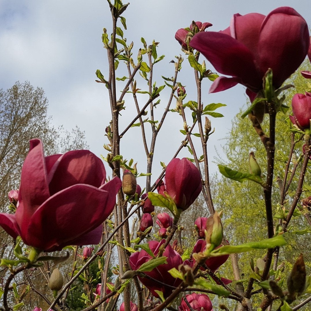 Magnolia Genie