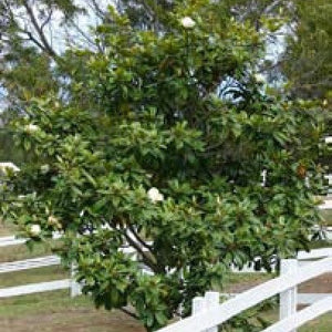 Him Champa / Magnolia Grandiflora Plants myBageecha - myBageecha