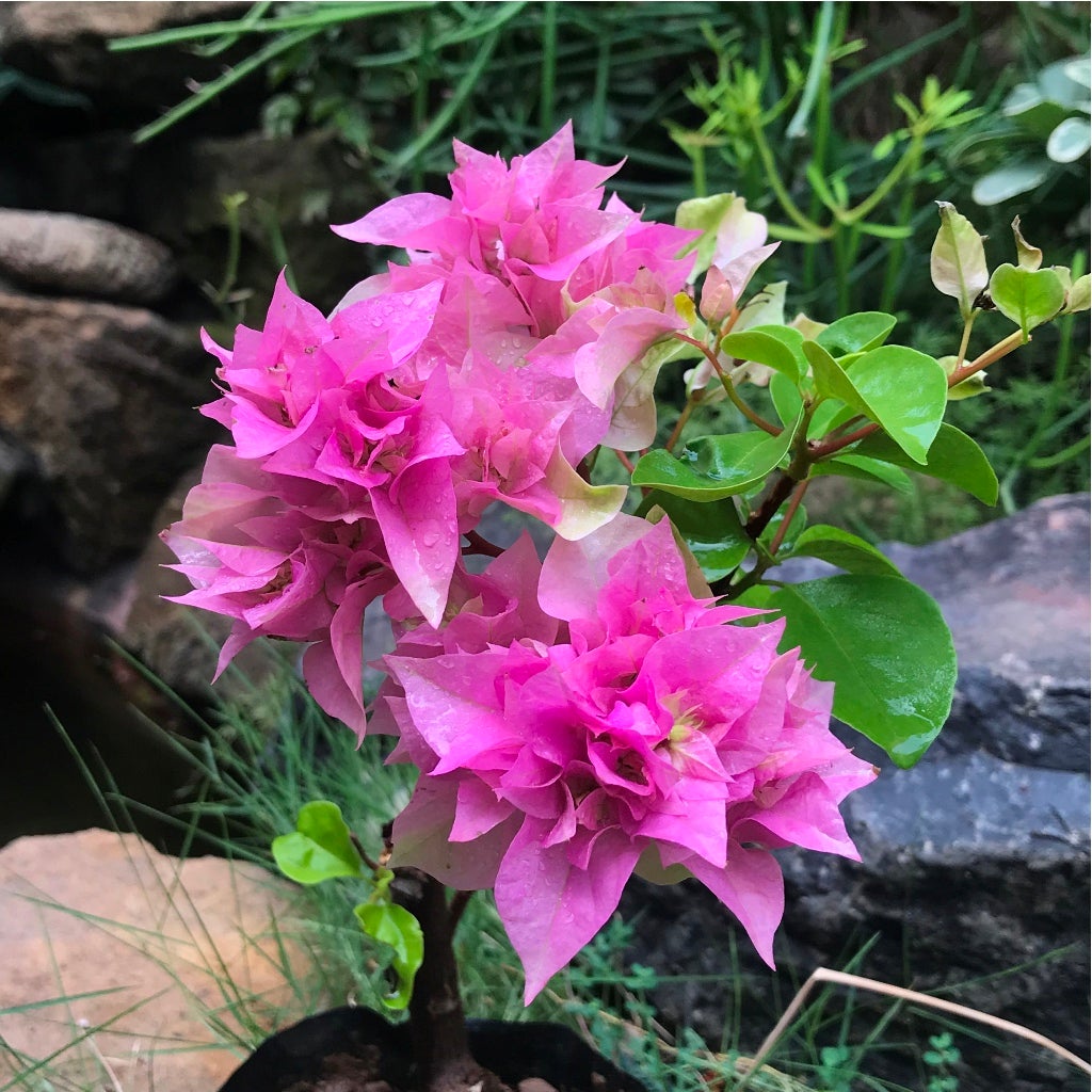 Bougainvillea 'Mahara Beauty'- Purple