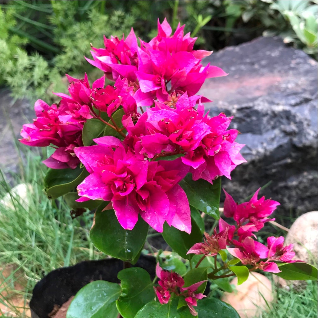 Bougainvillea 'Mahara Magic' Red
