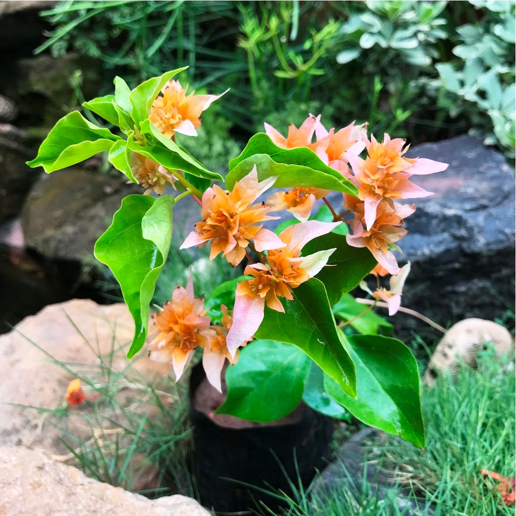 Bougainvillea 'Mahara Roseville-Orange