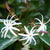 Jasminum Malabaricum Plants myBageecha - myBageecha