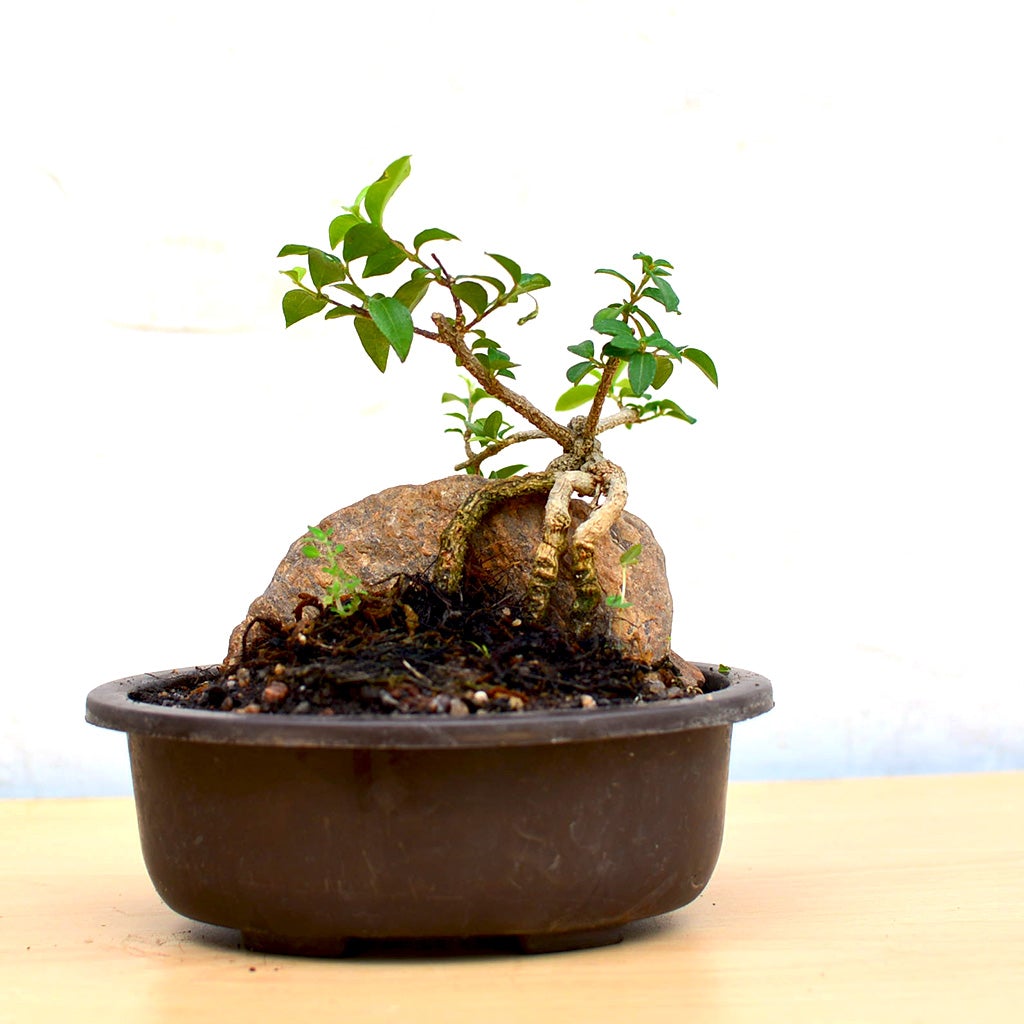 Bonsai Malphigia Mame with Rock