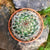 Mammillaria Bocasana - Powder Puff Cactus