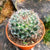 Mammillaria Bocasana - Powder Puff Cactus