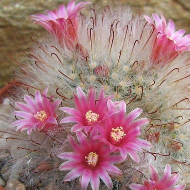 Mammillaria Bocasana - Powder Puff Cactus