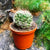 Mammillaria Camptotricha - Bird's Nest Cactus