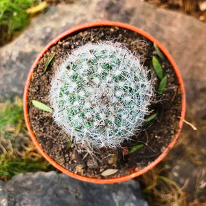 Mammillaria hahniana - Old Lady Cactus