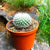 Mammillaria parkinsonii - Owl Eye Cactus
