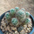 Mammillaria Prolifera - Silver Cluster Cactus