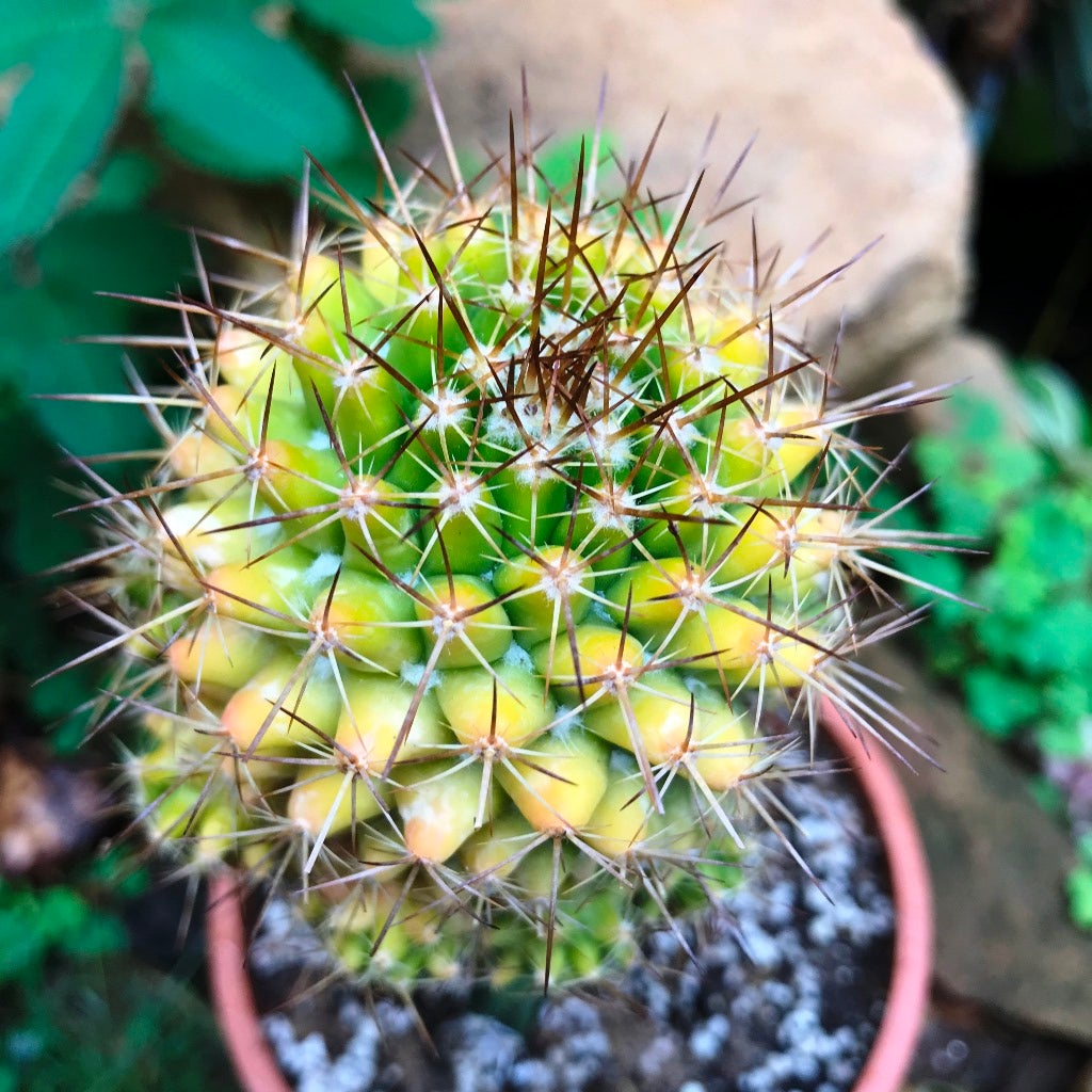 Mammillaria Compressa f. Variegata